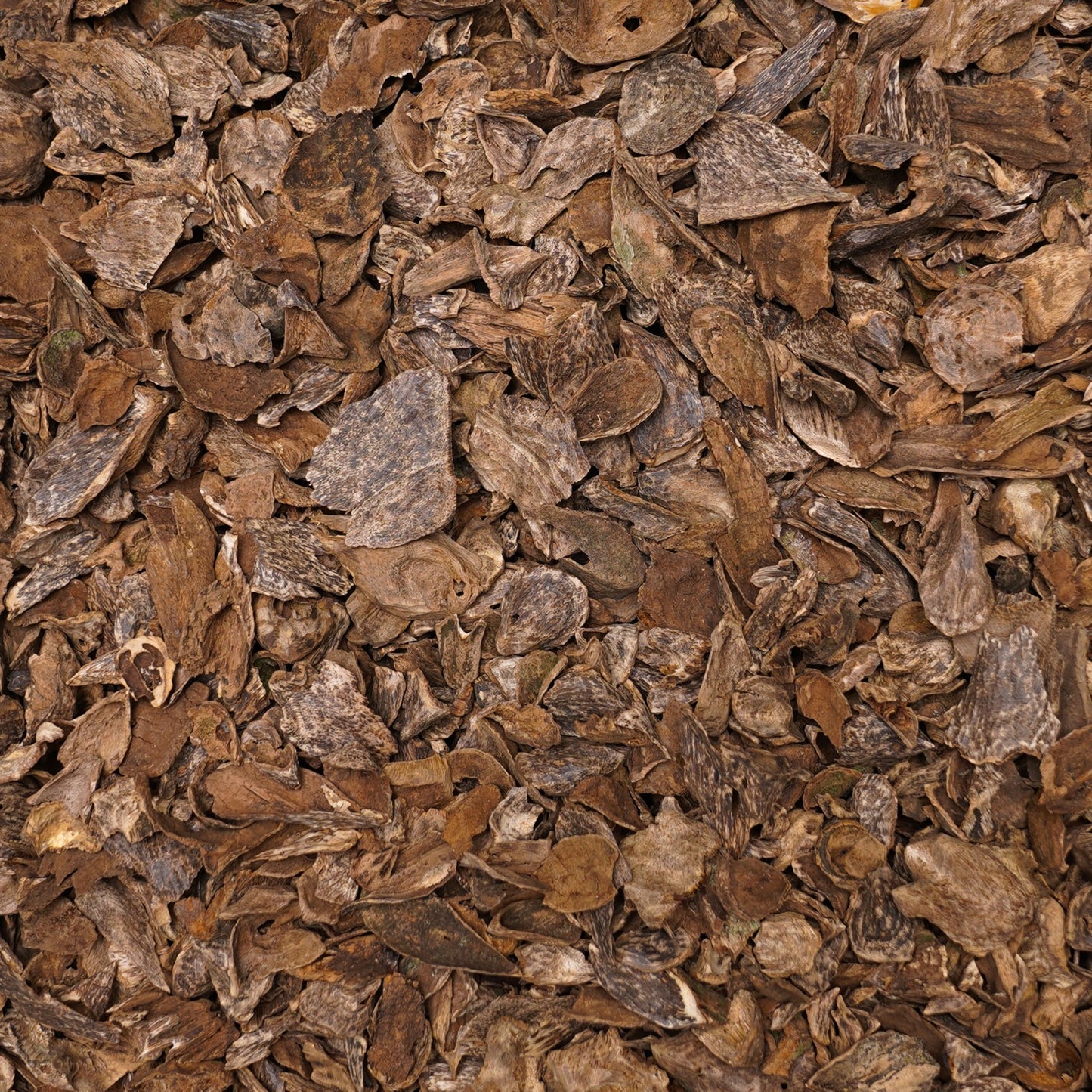 عود سيلاني قواقع وقشور