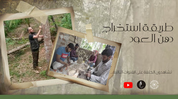 كيف يتم استخراج دهن العود ؟