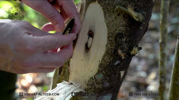 كيف ينشأ خشب العود في قلب الشجرة ؟