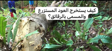 كيف يستخرج العود المستزرع والمسمى بالرقائق ؟
