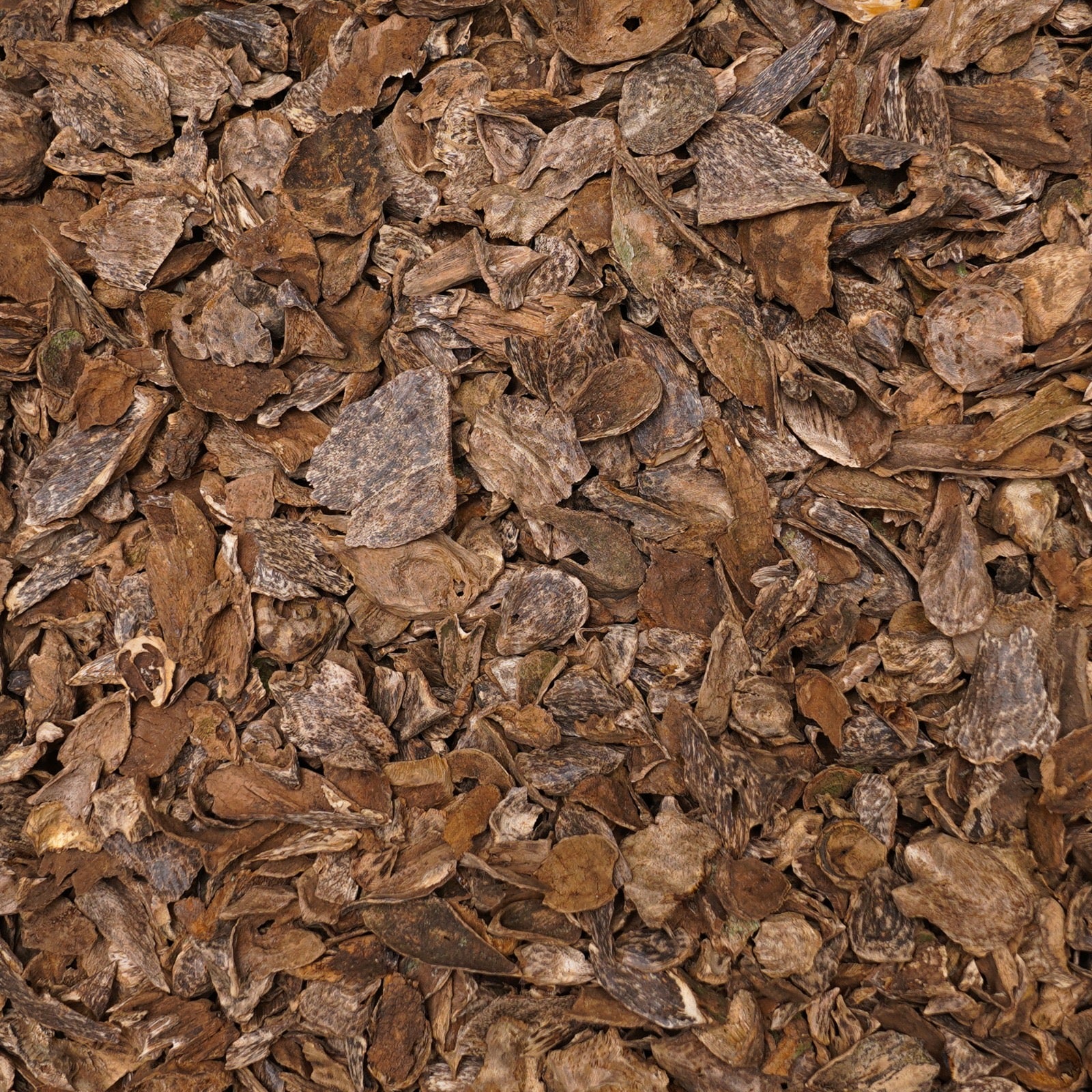 عود سيلاني قواقع وقشور