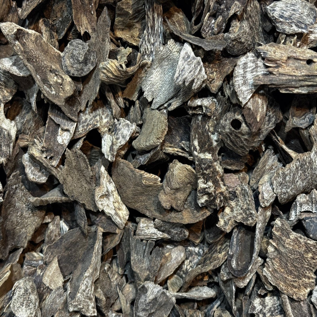 عود غابات كلمنتان قواقع