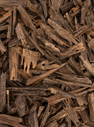 هندي شوكليت / حجم كبير