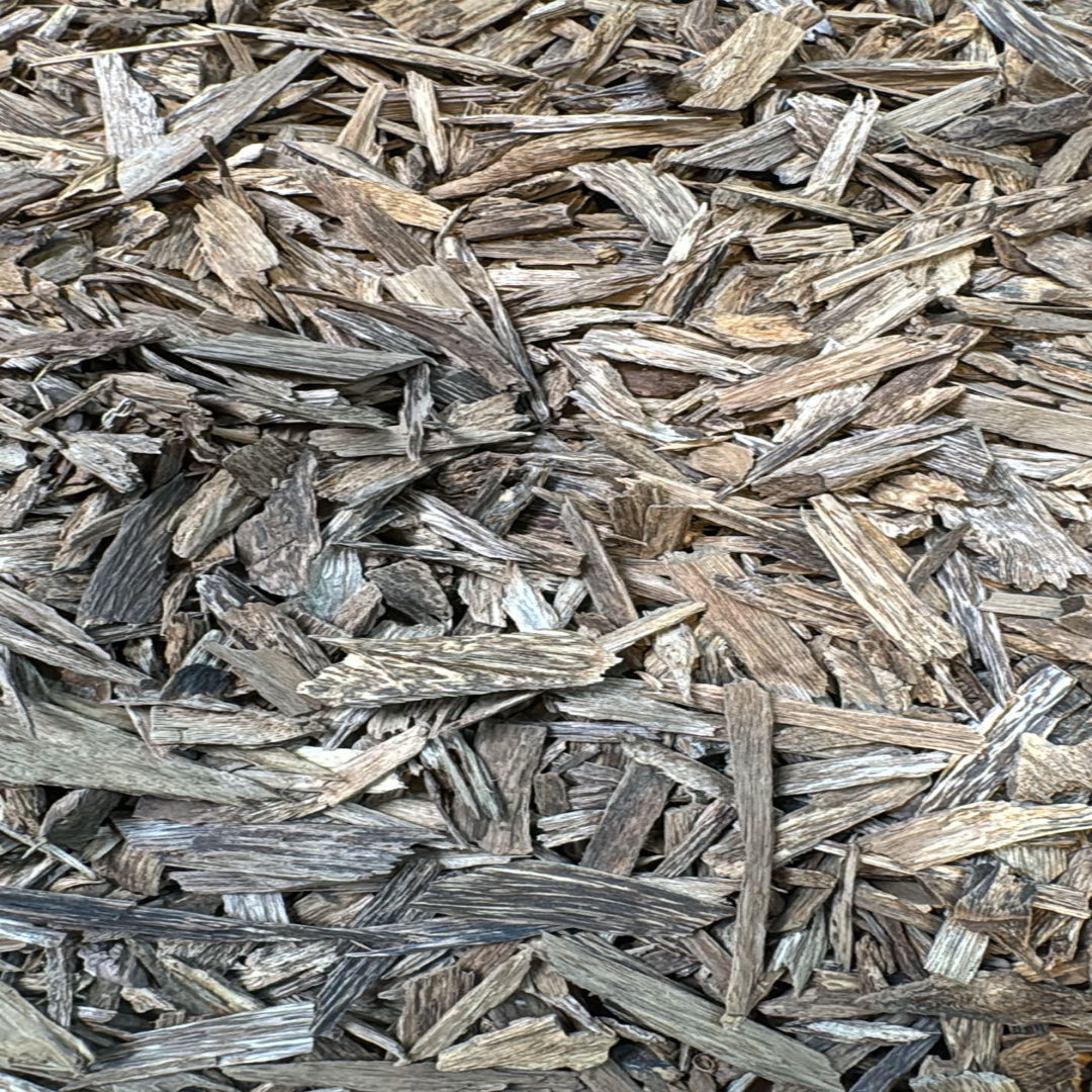 عود كلمنتان بيت العائلة